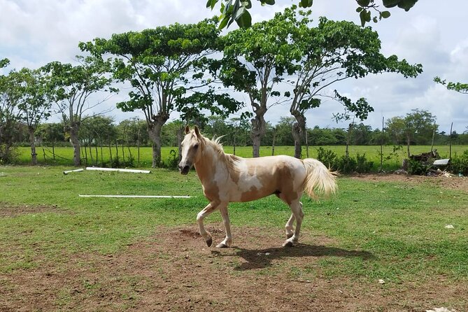 2-Hour Horseback Riding Tour at Sunset from Punta Cana - Boca de Maimón: the river-meets-sea moment at sunset time