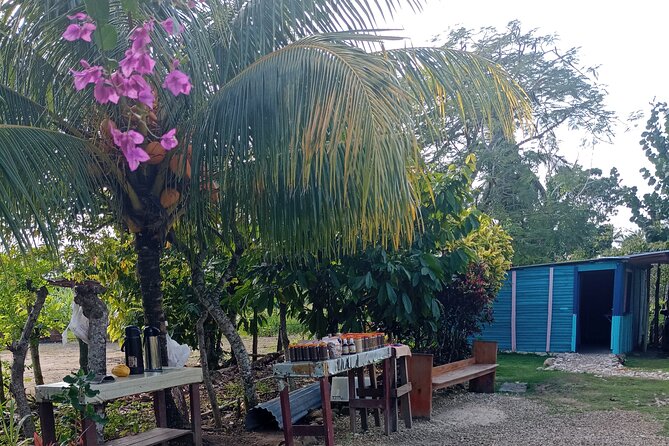 3 Hours Panoramic Tour in Punta Cana with Artisan Market - Macau Coffee and Cocoa: A Farm Route You Can Understand