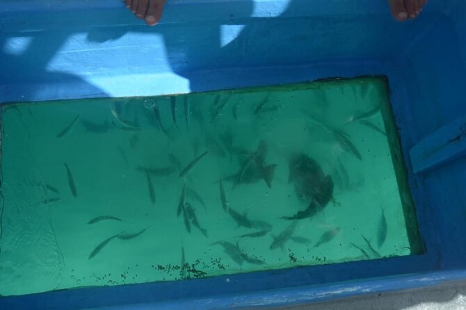 3 hrs Glass Boat Tour in Punta Cana - Glass-Bottom Views and Calm Water at Bávaro Beach