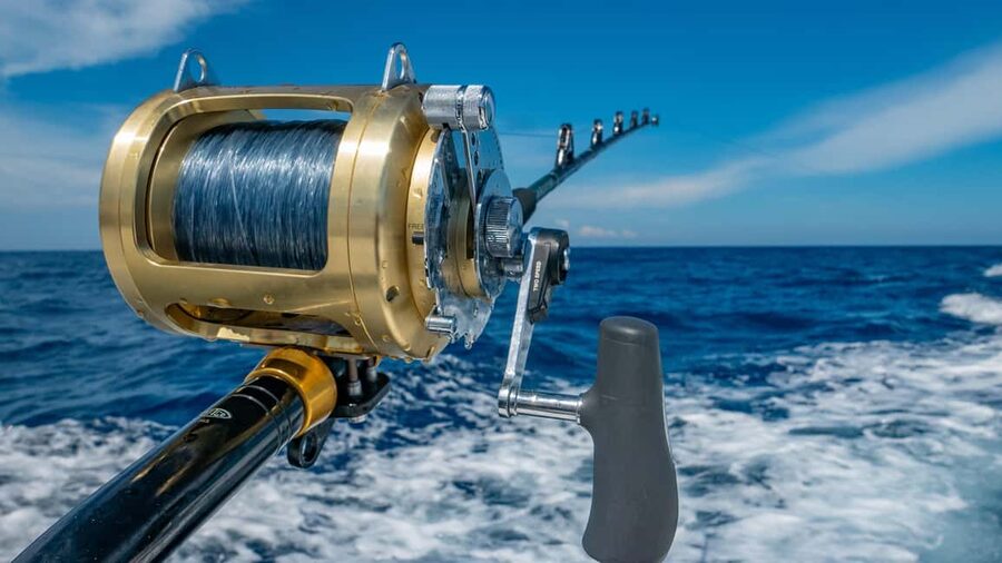 4 hour deep sea fishing experience from punta cana - What you could catch in Punta Cana waters (and why “in season” matters)