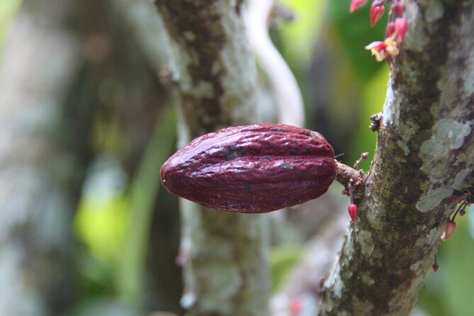 5 Tours of Jungle and Dominican Culture with Lunch - Price and value: is $159.98 worth it here?