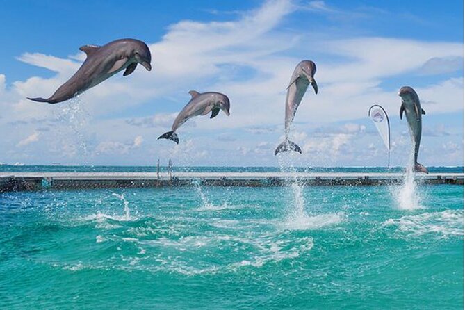 Bavaro Punta Cana EN boat party with drinks and transportation - Stop 2: Bavaro Beach Snorkeling Plus the Slide