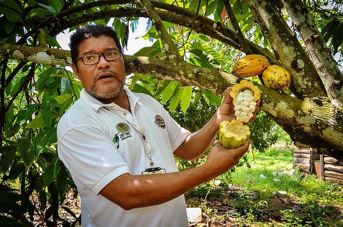 Bayaguana Countryside Safari from Juan Dolio/Boca Chica - Family Home Stop: Coffee, Cacao, and Tropical Fruit You Can Taste