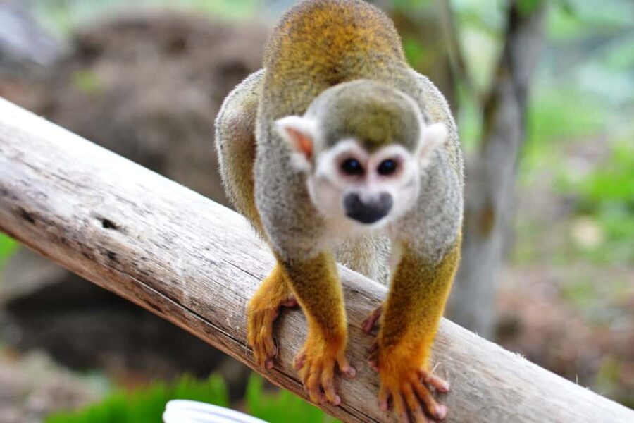 Bayahibe/La Romana: 4x4 Buggy and Monkeyland Tour - Monkeyland with squirrel monkeys: close-up fun, plus rules you can’t skip
