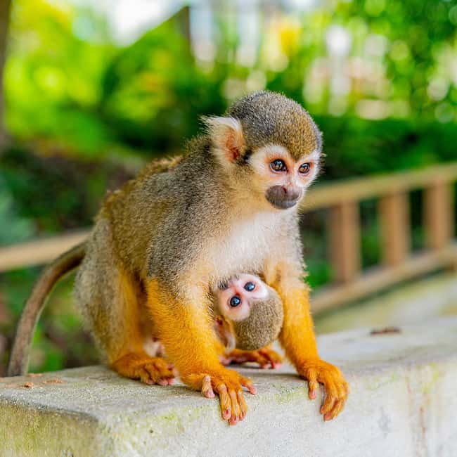 Bayahibe/La Romana: 4x4 Buggy and Monkeyland Tour - Price and logistics: is $179 worth it for an 8-hour day?