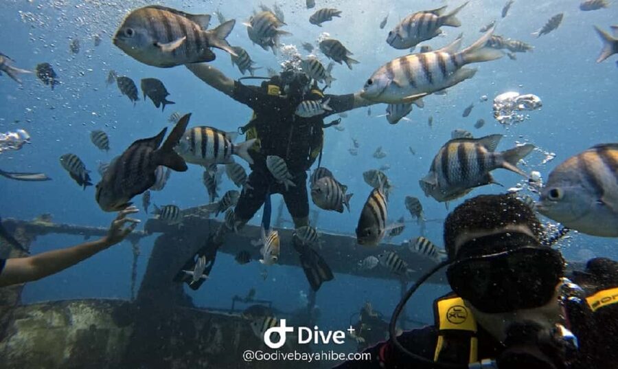 Bayahibe: Scuba Diving Initiation by Go Dive Bayahibe - Key Highlights Worth Your Attention