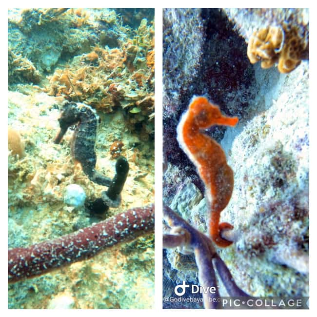 Bayahibe: Scuba Diving Initiation by Go Dive Bayahibe - First-Time Coaching with Gaëlle and Julien (and Why It Works)