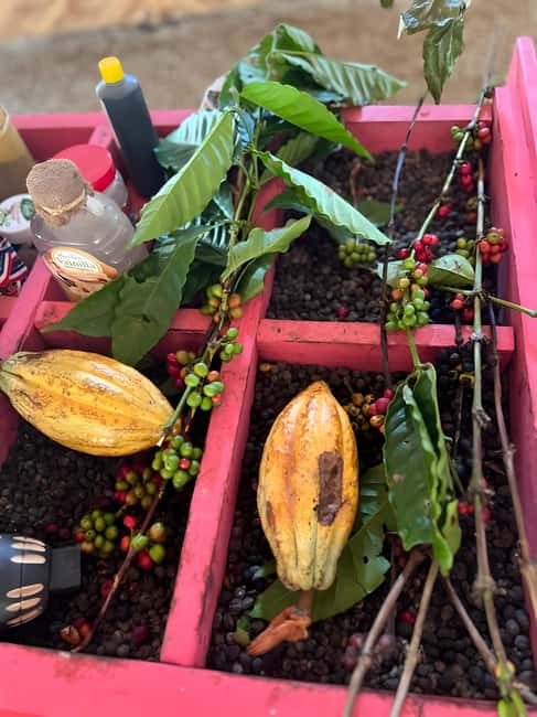 Buggy Tour in Punta Cana: Mamajuana - Coffee - Swimming in Cenote and Macao Beach - Pickup, Safety Briefing, and Getting Into Driver Mode