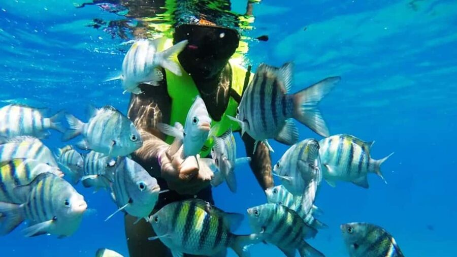 Catalina Island: Day Trip - Best Snorkeling! - Stop 1: The Wall snorkeling site (steep reef, big fish energy)