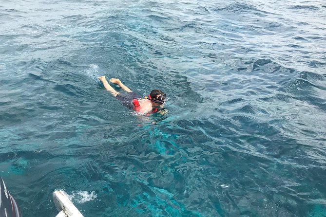 Catalina Island DayTrip + Great Snorkeling - Playa Bayahibe Reef Time: A Second Chance at Marine Life