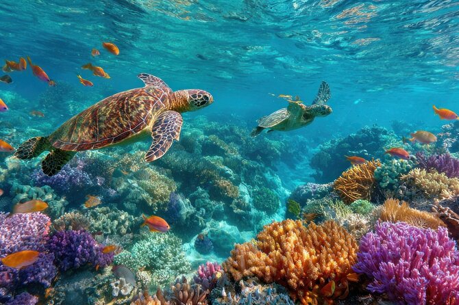 Catalina Island even more unspoilt than Saona Island - Key things to know before you go