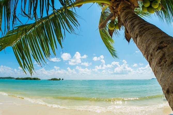 Catalina Island even more unspoilt than Saona Island - Catalina Island: why this day trip feels special