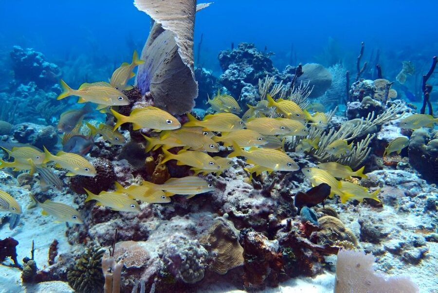 Catalina Island Full-Day Snorkeling + Lunch from Punta Cana - Speedboat Ride to Catalina: Plan for Fast Water, Not Perfect Calm