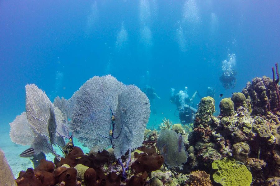 Catalina Island Scuba Diving Tour from Punta Cana - Scuba Readiness, Health Checks, and Beginner Fit (The Real Safety Side)