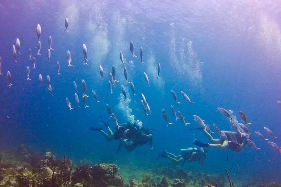 Catalina Island Scuba Diving Tour from Punta Cana - Price and Value: Is $175 a Smart Deal for Your Day?