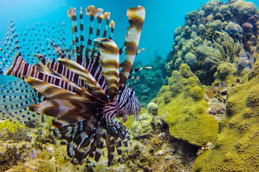 Catalina Island Scuba Diving Tour from Punta Cana - Who This Tour Fits Best (And Who Should Skip It)