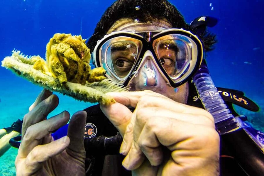 Catalina Island Scuba Diving Tour from Punta Cana - Punta Cana to La Romana: Timing, Comfort, and What to Expect