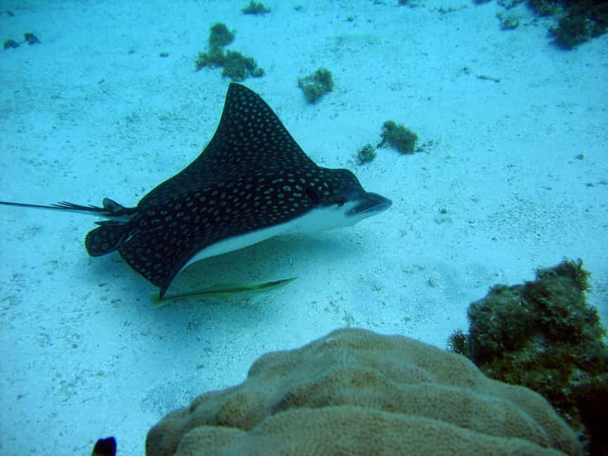 Catalina Island small group snorkeling tour - Price and value: is $149 a fair deal?