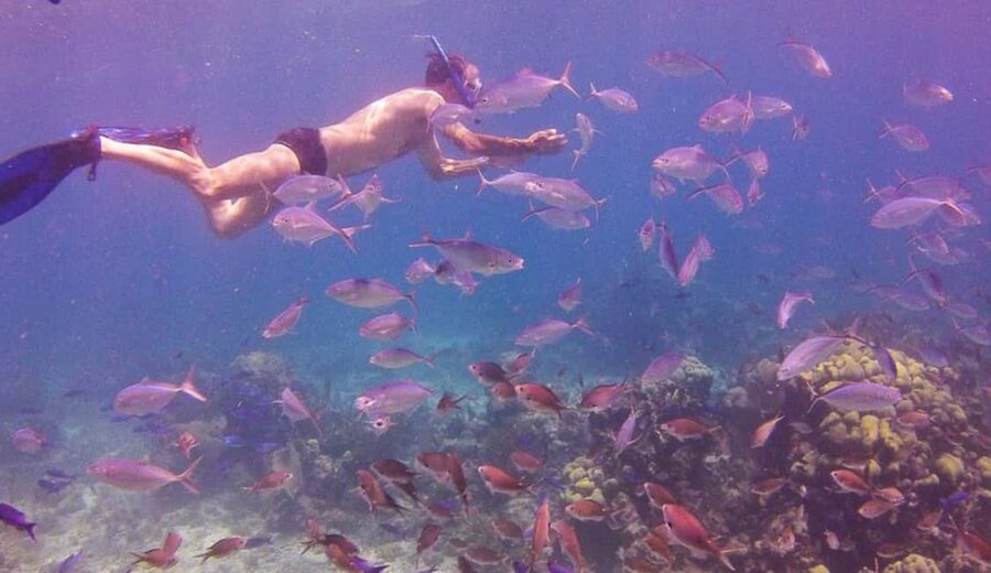 Catalina Island snorkeling Dominican Republic - Snorkeling at The Wall: Visibility and What You Should Expect