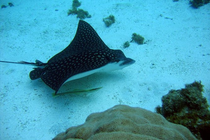 Catalina Island - Snorkeling tour on a luxury catamaran - Lunch and The Aquarium: Two Stops, Then a Real Break