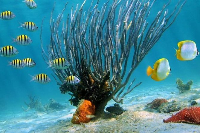 Catamaran Catalina Island Day Trip with Lunch - Cruising and the Snorkel Stop at The Wall