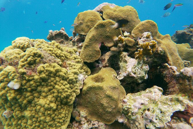 Catamaran Party Cruise with Snorkeling & BBQ - Snorkeling at two reefs: how to get the most fish time