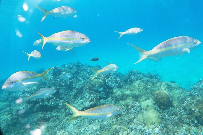 Catamaran Party Cruise with Snorkeling & BBQ - BBQ lunch on the boat: what you’ll eat and why it matters