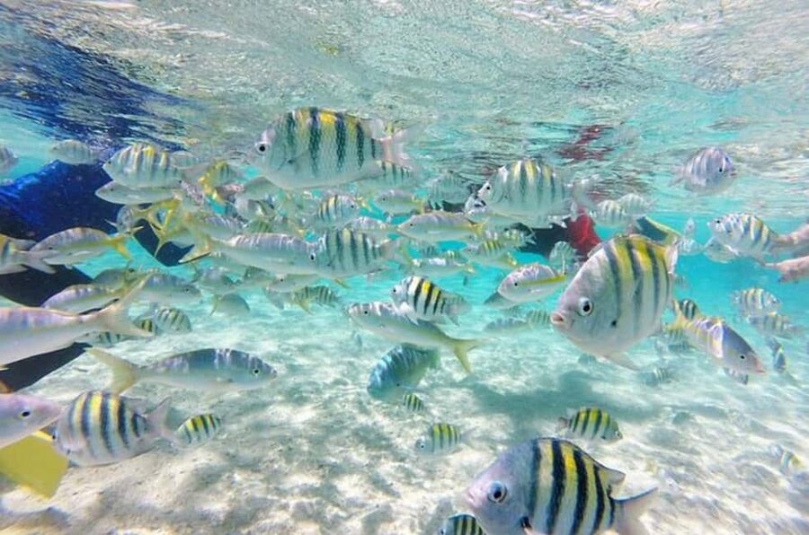 Cayo Arena: Paradise Island and Mangroves Tour - From Bus to Speedboat: The Punta Rucia Crossing and First Views