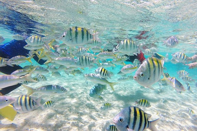 Cayo Arena, Paradise Island Tour - Quick Take: What Makes This Tour Worth Your Day