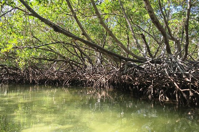Cayo Arena, Paradise Island Tour - Price and Value: What $89 Buys You (and What It Doesn’t)