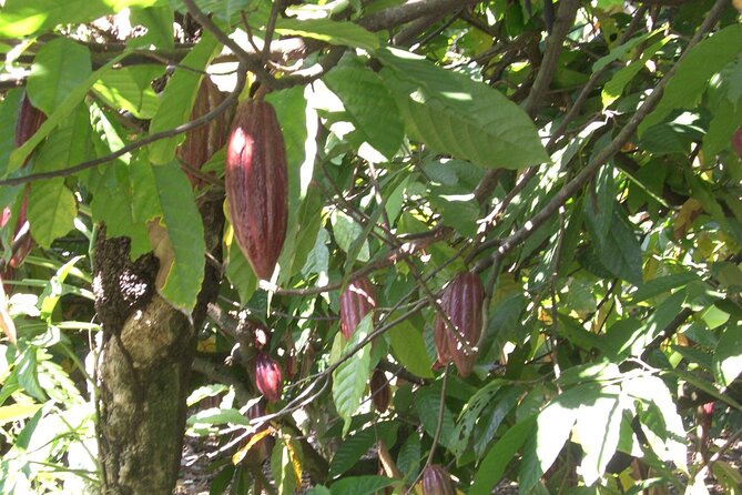 Cocoa & Artisan Chocolate Route with an Historical Tour in Puerto Plata City - The Cocoa Path Walk: Why This Tour Connects Chocolate to Place