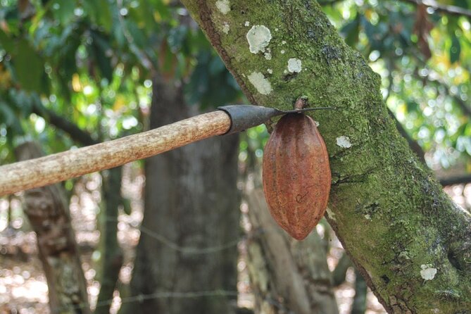 Cocoa & Artisan Chocolate Route with an Historical Tour in Puerto Plata City - Historic Puerto Plata Stops: Amber Museum, Pink and Umbrella Streets, and the Cathedral