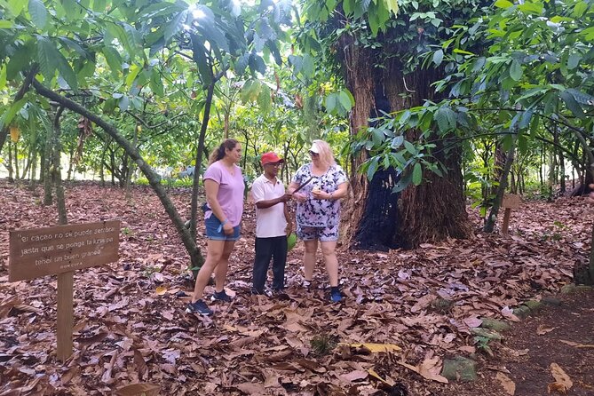 Cocoa & Artisan Chocolate Route with an Historical Tour in Puerto Plata City - Lunch and Transfers: The Logistics That Make or Break the Day