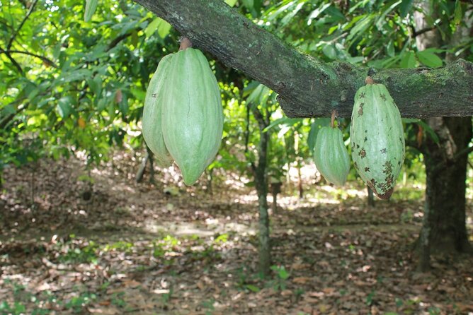 Cocoa & Artisan Chocolate Route with an Historical Tour in Puerto Plata City - Who This Tour Fits Best (and Who Should Skip It)