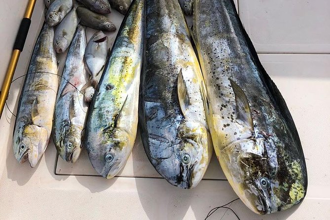 Deep Sea Fishing Tour - When the sea is rough: bumpy water happens