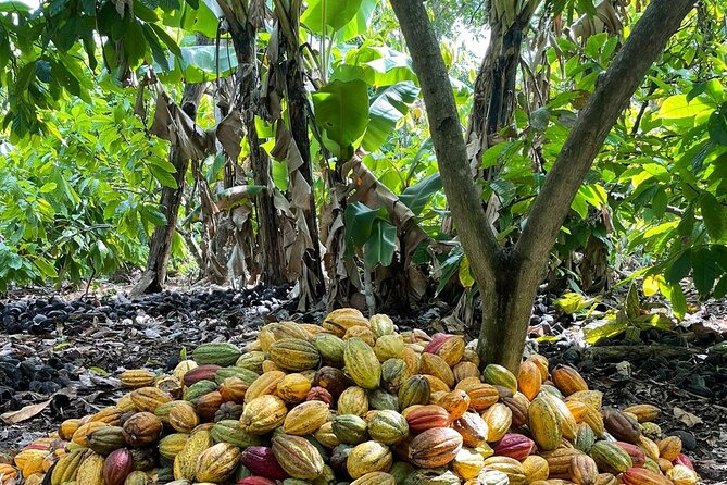 Discover Dominican life - Anamuya Artisan Production: Coconut Oil, Coffee, Cocoa, and Cigar Rolling