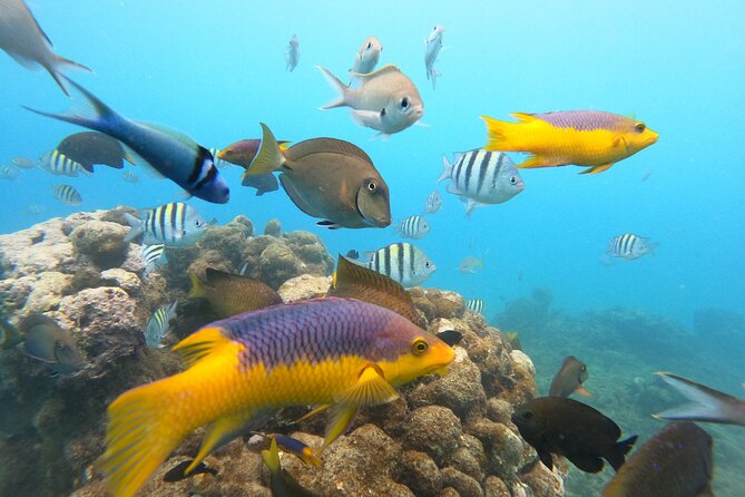 Discover Sosua's Underwater World & Beach Day - Sosuá Beach after snorkeling: sun chair time is the real win