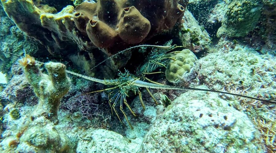 diving without a license catalina island from punta cana - Price and value: What $120 covers and what can cost extra