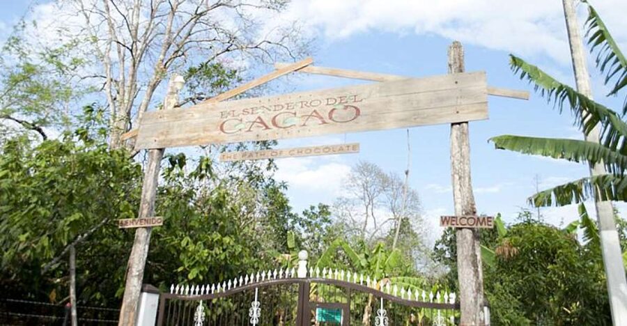 Dominican Republic: 3-Hour Chocolate Lovers Tour - Sowing Your Own Cacao Plant: A Small Moment With Big Meaning