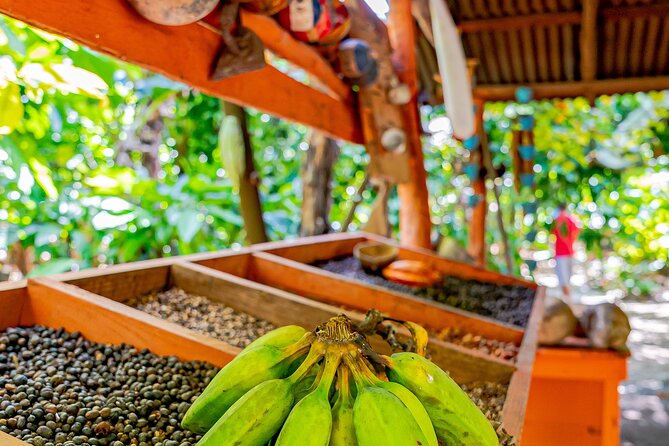Dominican Republic Countryside Safari Tour from Punta Cana - Should you book this Punta Cana countryside safari?