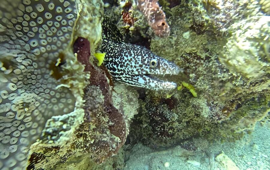 Experience the Exciting Caribbean Underwater World - The Atlantic Princess Wreck: The Big Attraction Under the Water