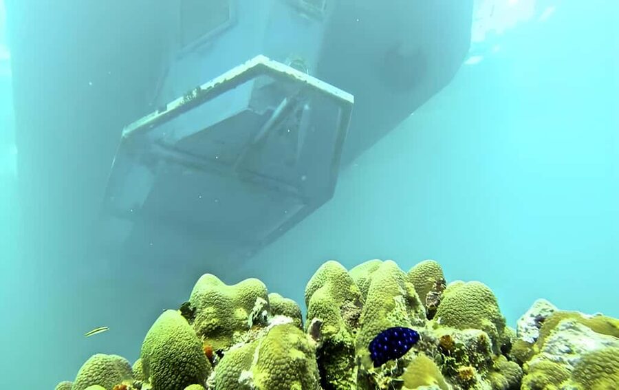 Experience the Exciting Caribbean Underwater World - Marine Life Viewing: Corals, Turtles, Rays, and the Chance of Extra Encounters