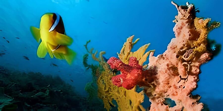 Experience the Exciting Caribbean Underwater World - Refreshments and Coastal Views: Small Comforts That Add Up