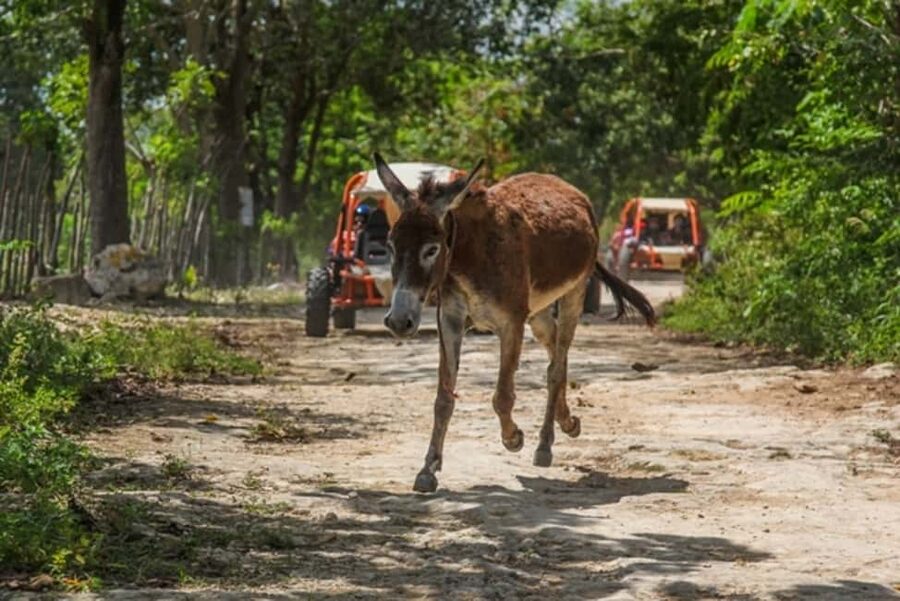 Flintstones Buggy, Cave and Adventure in Bavaro - The Campo + colmado coffee stop: small, local, and surprisingly memorable