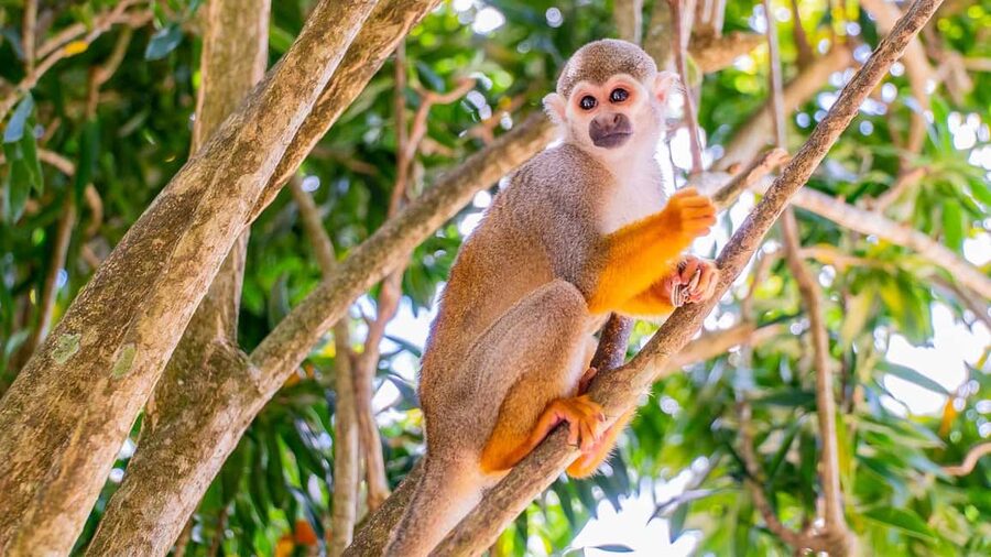 From Bayahibe: Half Day Monkeyland Safari - From Bayahibe Pickup to the Open-Air Safari Truck