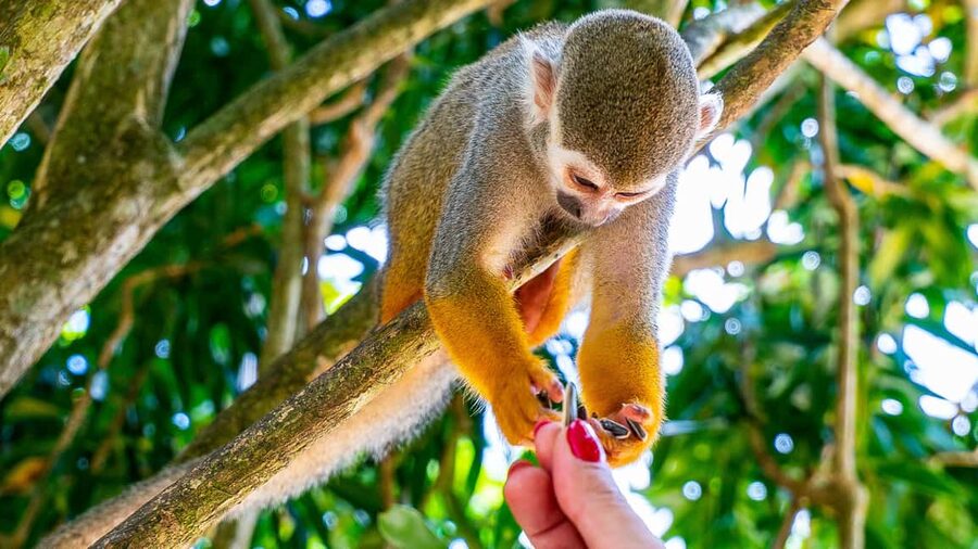 From Bayahibe: Half Day Monkeyland Safari - Botanical Garden Walk: Native Plants and Island Flowers