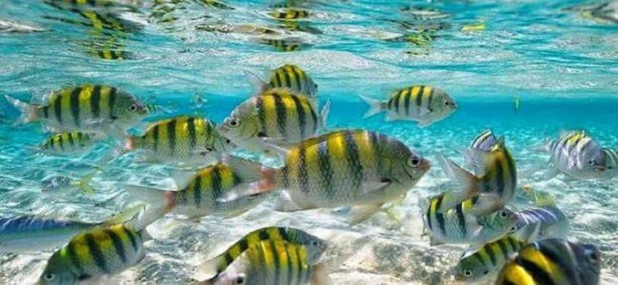 From Puerto Plata: Cayo Arena by VIP Speedboat and Snorkel - Monte Cristi National Park Stop: Short, Guided, and Worth It