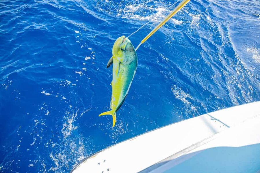 From Punta Cana: Deep Sea Fishing Tour by Boat with Drinks - Punta Cana’s Deep-Sea Game Plan: What the 4 Hours Look Like