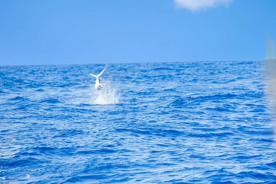 From Punta Cana: Deep Sea Fishing Tour by Boat with Drinks - Who This Tour Suits Best (and Who Should Skip It)