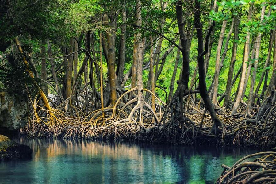 From Punta Cana: Los Haitises Guided Day Tour - Caño Hondo boat trip: mangroves, mogotes, and bird sightings
